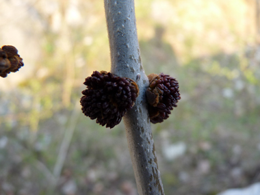 Très petites fleurs dépourvues de sépales et de pétales. Agrandir dans une nouvelle fenêtre (ou onglet)